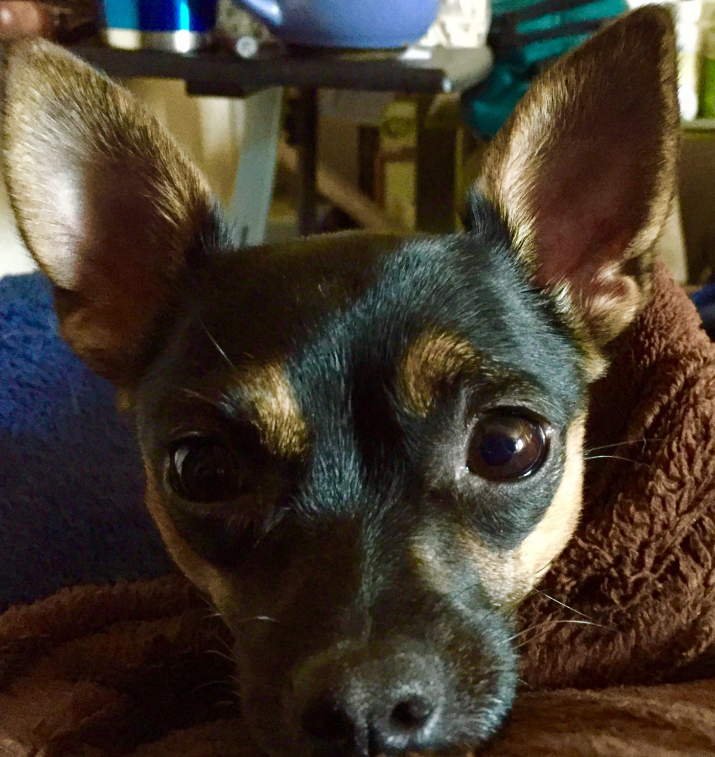 Pic of the Litter: Gracie Ann